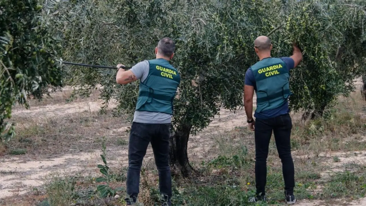 Guardia Civil en olivar // Imagen de archivo de la Guardia Civil