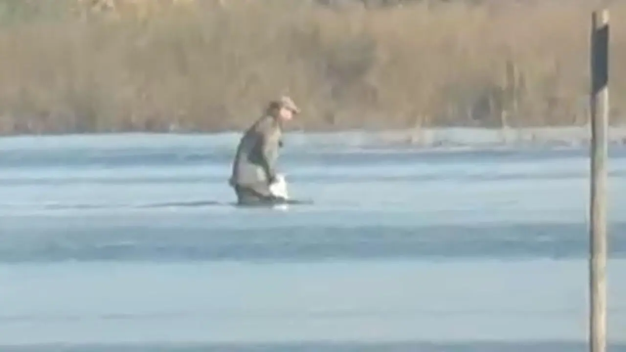 Un hombre se adentra en una zona inundada del coto de caza de Aznalc&aacute;zar, donde fue hallado el ejemplar de garceta grande abatido, una especie protegida.