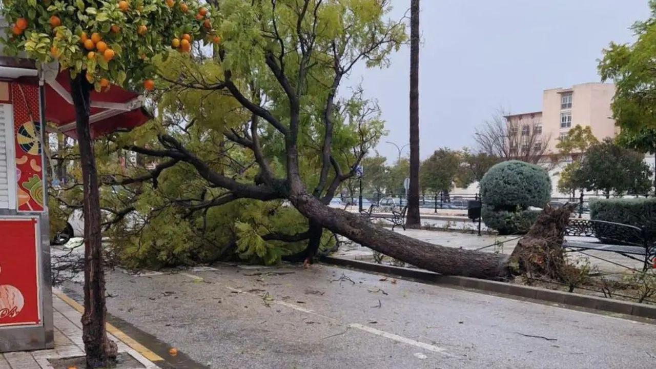 &Aacute;rbol ca&iacute;do en la avenida de la Constituci&oacute;n de Osuna, en una imagen difundida a trav&eacute;s de WhatsApp.