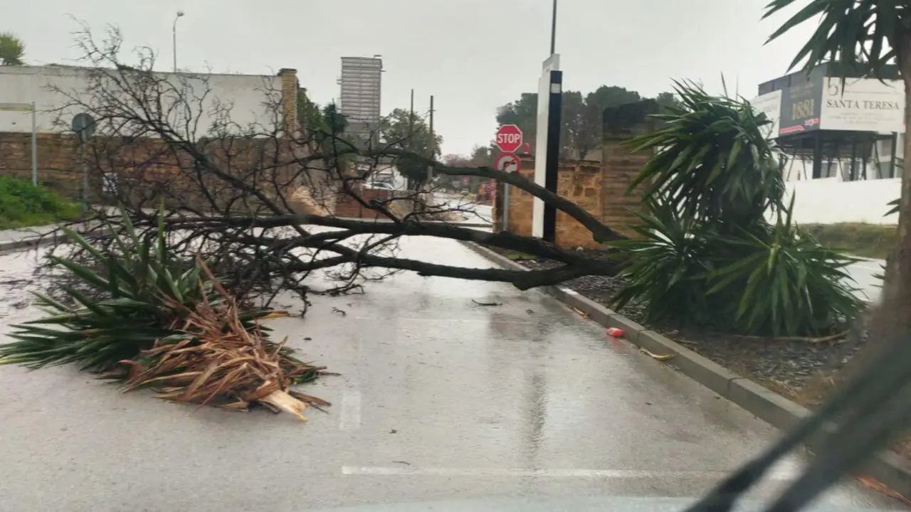 &Aacute;rbol ca&iacute;do en el Pol&iacute;gono El Ejido de Osuna. Imagen compartida por grupos de WhastApp.