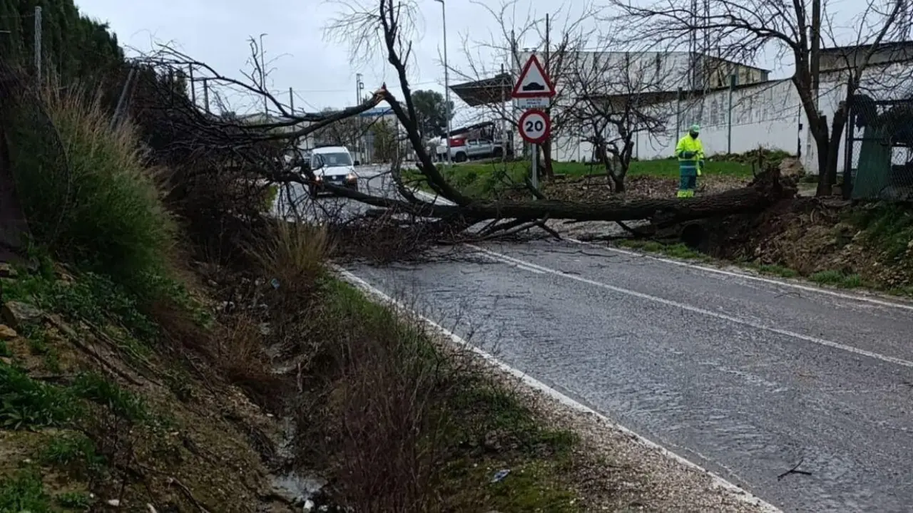 &Aacute;rbol ca&iacute;do atravesando la carretera SE-9108 (&Eacute;cija&ndash;Herrera).