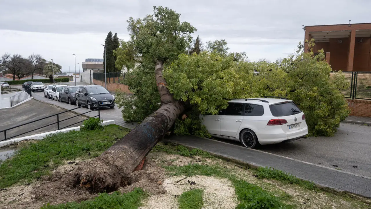 &Aacute;rbol ca&iacute;do sobre un veh&iacute;culo a causa del fuerte temporal de viento en Estepa.