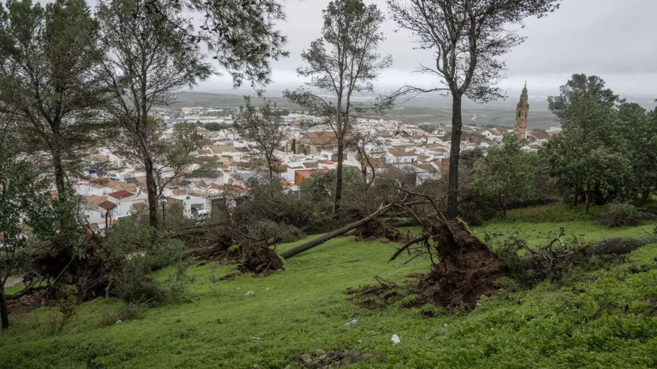 Numerosos pinos arrancados de ra&iacute;z en el entorno del Cerro de San Crist&oacute;bal de Estepa.