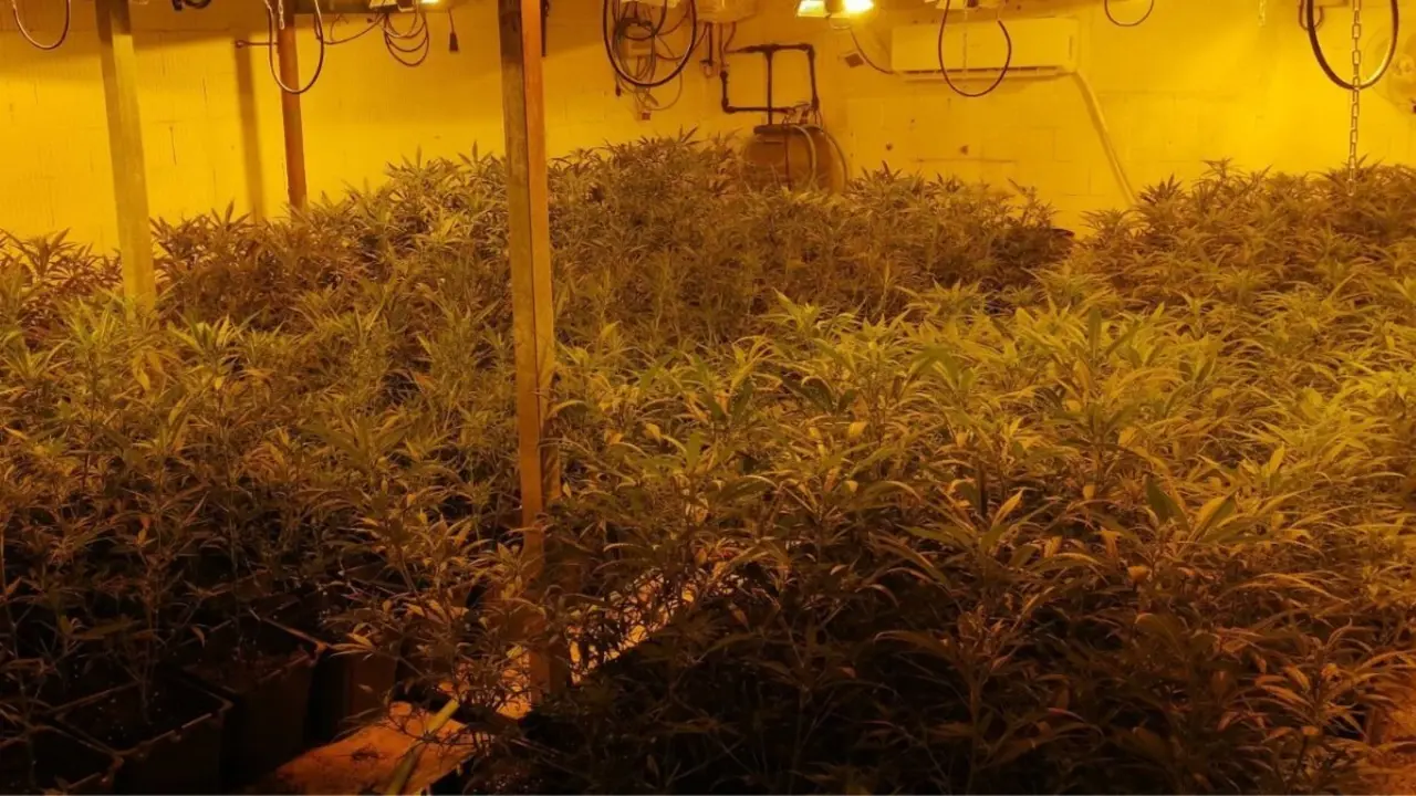 Plantaci&oacute;n incautada por la Guardia Civil.