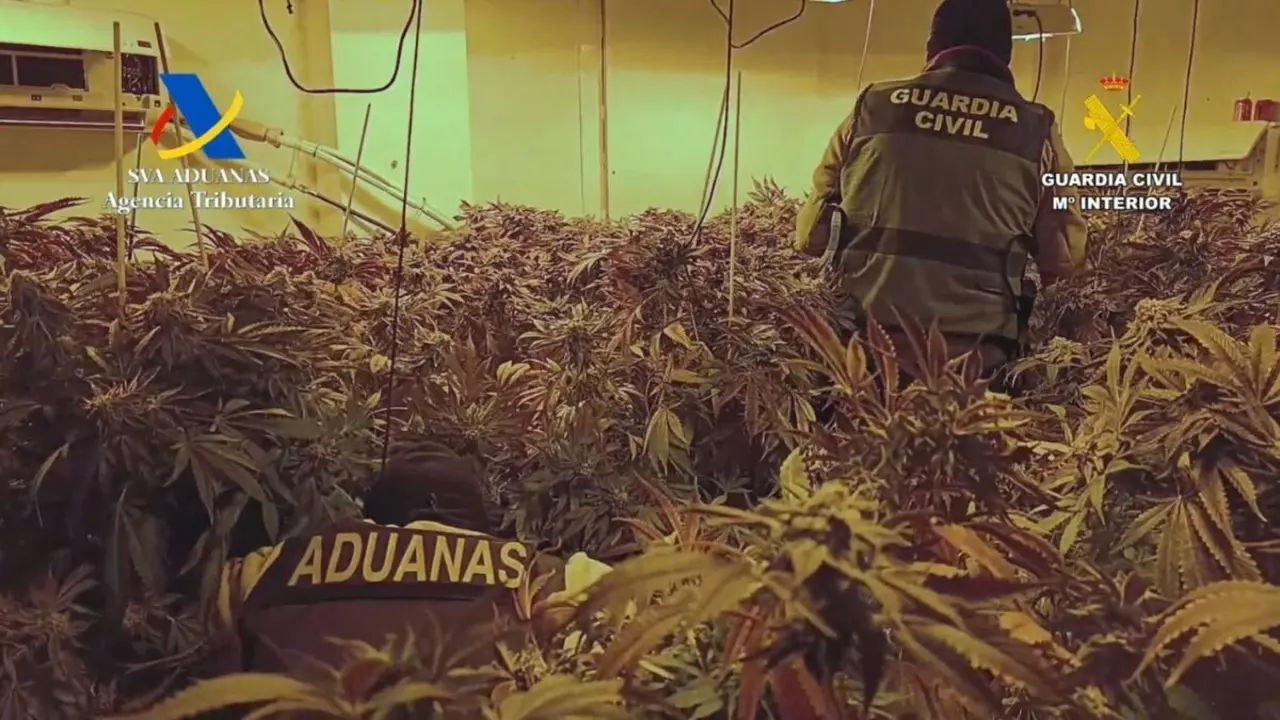 Imagen de la plantaci&oacute;n de marihuana en interior (cultivo indoor) en Aguadulce.