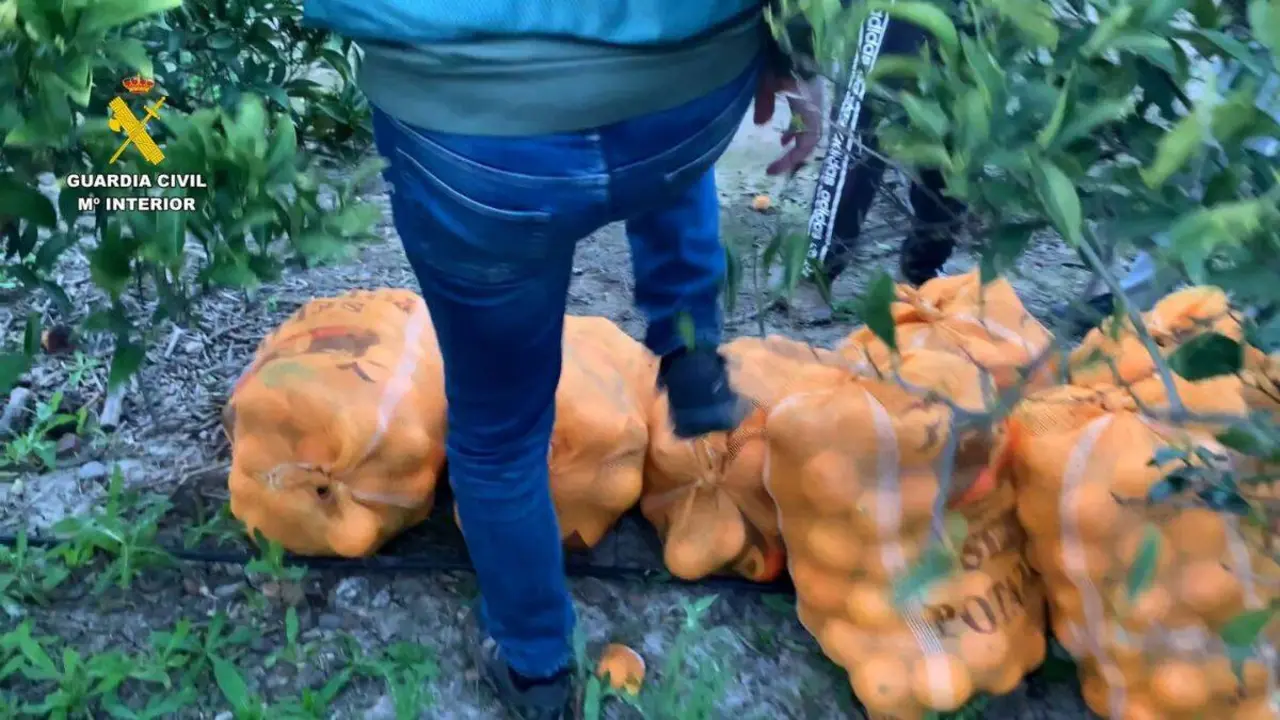 Naranjas robadas. Imagen de la Guardia Civil.