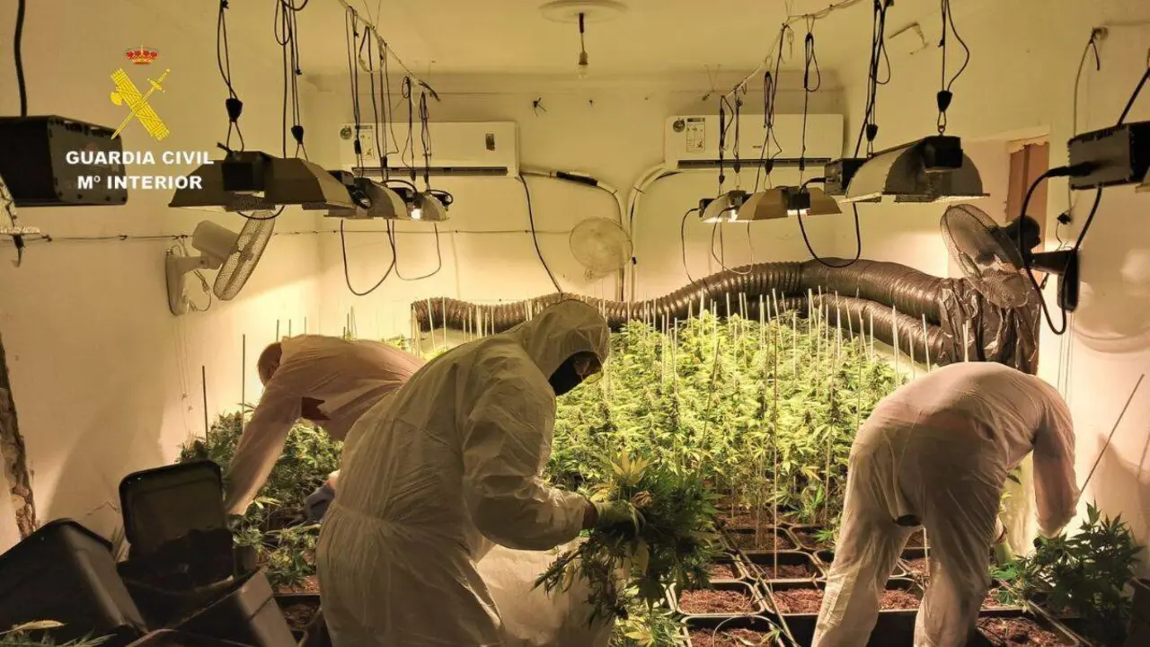Plantaci&oacute;n indoor en Lebrija.