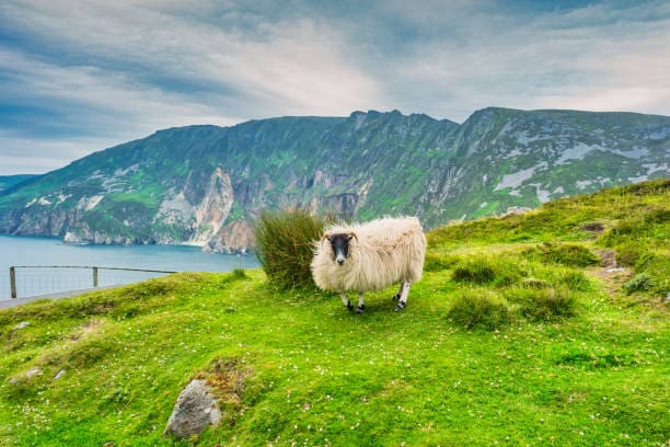 A sheep at the Slieve League cliffs in Ireland.