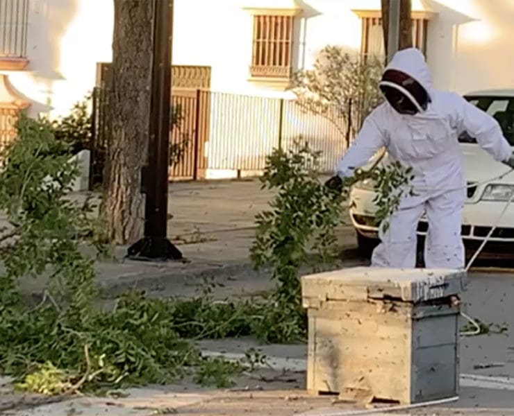 Bomberos retiran enjambre de abejas