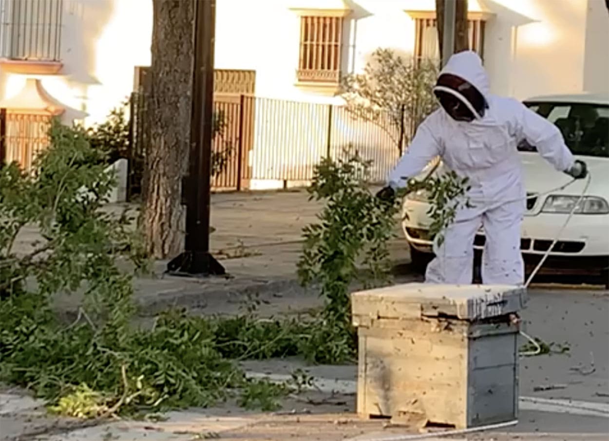 Bomberos retiran enjambre de abejas